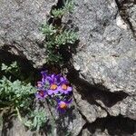 Linaria alpina Цвят