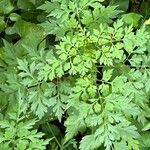 Bidens bipinnata Leaf