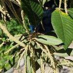 Notholithocarpus densiflorus Flor