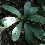 Psychotria konguensis Yeri