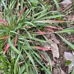 Bromus cebadilla Hoja