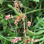 Fallopia dumetorum Blüte