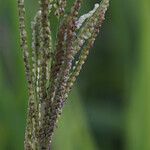 Paspalum paniculatum Flower