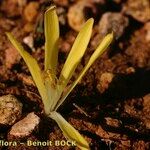 Sternbergia colchiciflora Habit