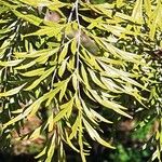 Grevillea robusta Blad