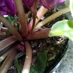 Saintpaulia ionantha Corteza