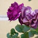 Rosa × damascena Kvet