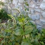 Mentha spicata Leaf