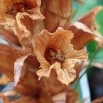 Orobanche laserpitii-sileris موطن