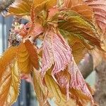 Prunus × yedoensis Blad