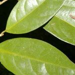 Drypetes standleyi Leaf
