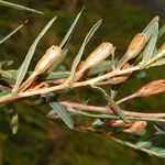 Ludwigia rigida Leaf