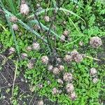 Nigella sativa Hábito