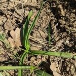 Colchicum longifolium Leaf