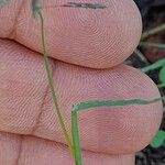 Eragrostis cilianensis برگ