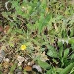 Hieracium gouanii Habitus