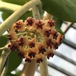 Hoya kerrii Floare