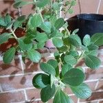 Plectranthus ornatus Leaf