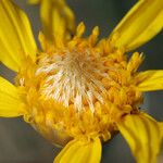 Acamptopappus shockleyi Цветок