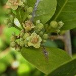 Myrcia zuzygium Flower