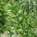 Colletia paradoxa Лист