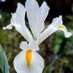 Iris orientalisFlower