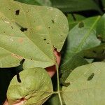 Rhynchosia erythrinoides List