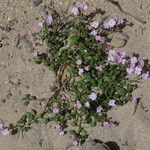 Malcolmia flexuosa Habitus