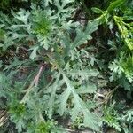 Ambrosia chamissonis Leaf