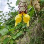 Gmelina philippensis Flower