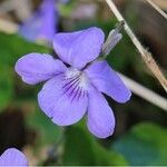 Viola canina Blüte