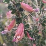 Astragalus fasciculifolius