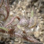 Phacelia cryptantha Плод