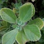 Coleus caninus Leaf