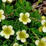Saxifraga exarata Flor