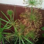 Cyperus papyrus Levél