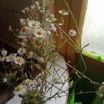 Erigeron strigosus Blomst