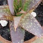 Aloe maculata Blad