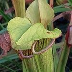 Sarracenia rubra Virág