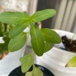 Antirrhinum majusBud