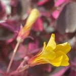 Oxalis spiralis Floare