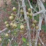 Memecylon umbellatum Fruit