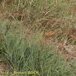 Arundo plinii Habit