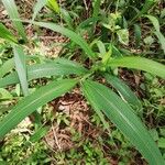 Setaria barbata Leaf
