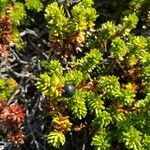 Empetrum nigrum Fruto