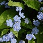 Omphalodes verna Blomma