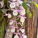 Dendrobium aphyllum Kukka