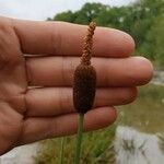 Typha minima Fleur