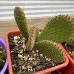 Opuntia rufida Blad