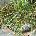 Carex ornithopoda Blad